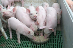 Giá heo hơi Tết Nguyên đán không quá 80.000 đồng/kg?