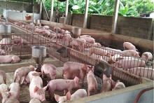 Giá heo hơi tiếp tục giảm