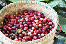 Xuất khẩu cà phê lao dốc