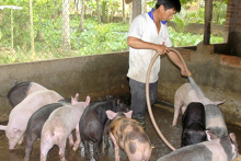 Giá heo hơi hôm nay 9/12: Miền Bắc đi lên, có nơi tăng 3.000 đồng/kg