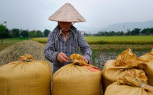 Trung Quốc mua hơn 1/10 gạo xuất khẩu của Việt Nam với giá 13.200 đồng/kg