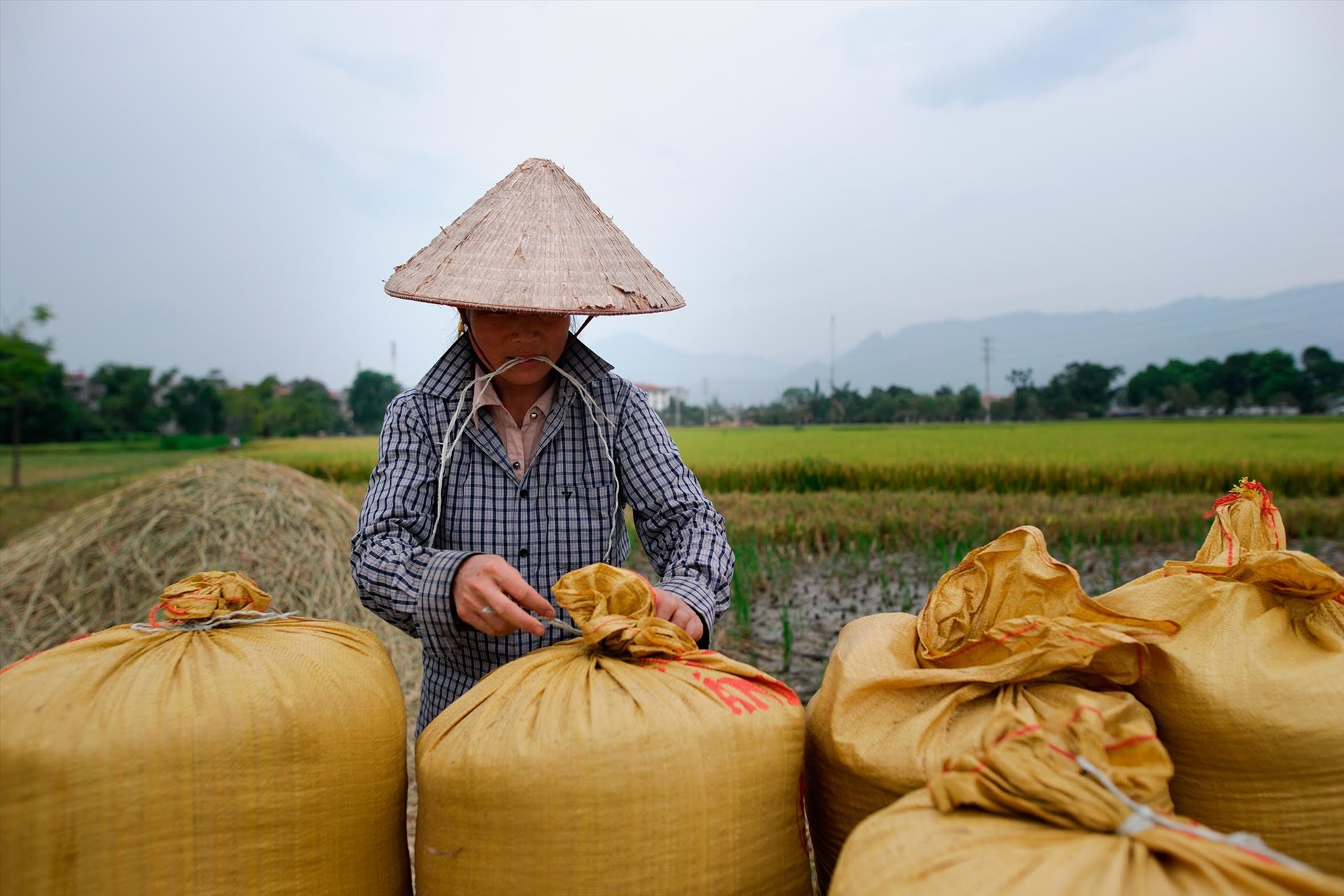Trung Quốc mua hơn 1/10 gạo xuất khẩu của Việt Nam với giá 13.200 đồng/kg - Ảnh 3.