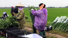 Hoa ly Tây Tựu 40.000 đồng/10 cành, rẻ như cho vẫn ế ẩm