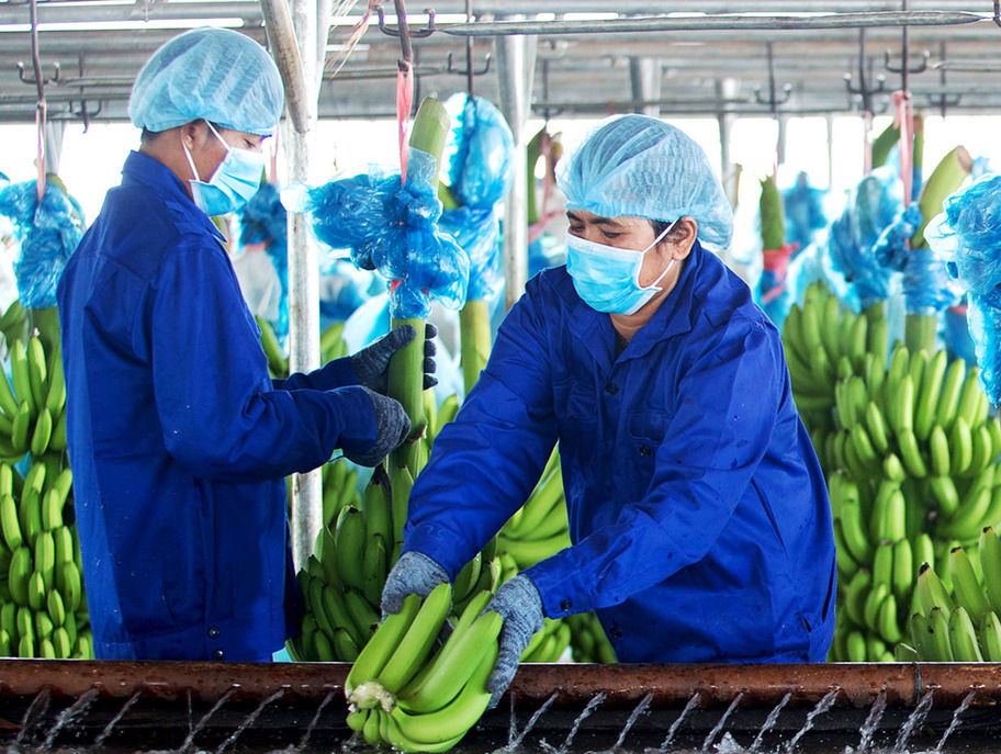 Công ty nông nghiệp của bầu Đức chính thức có lãi sau 6 quý thua lỗ liên tục - Ảnh 1. Công ty nông nghiệp của bầu Đức chính thức có lãi sau 6 quý thua lỗ liên tục - Ảnh 1.