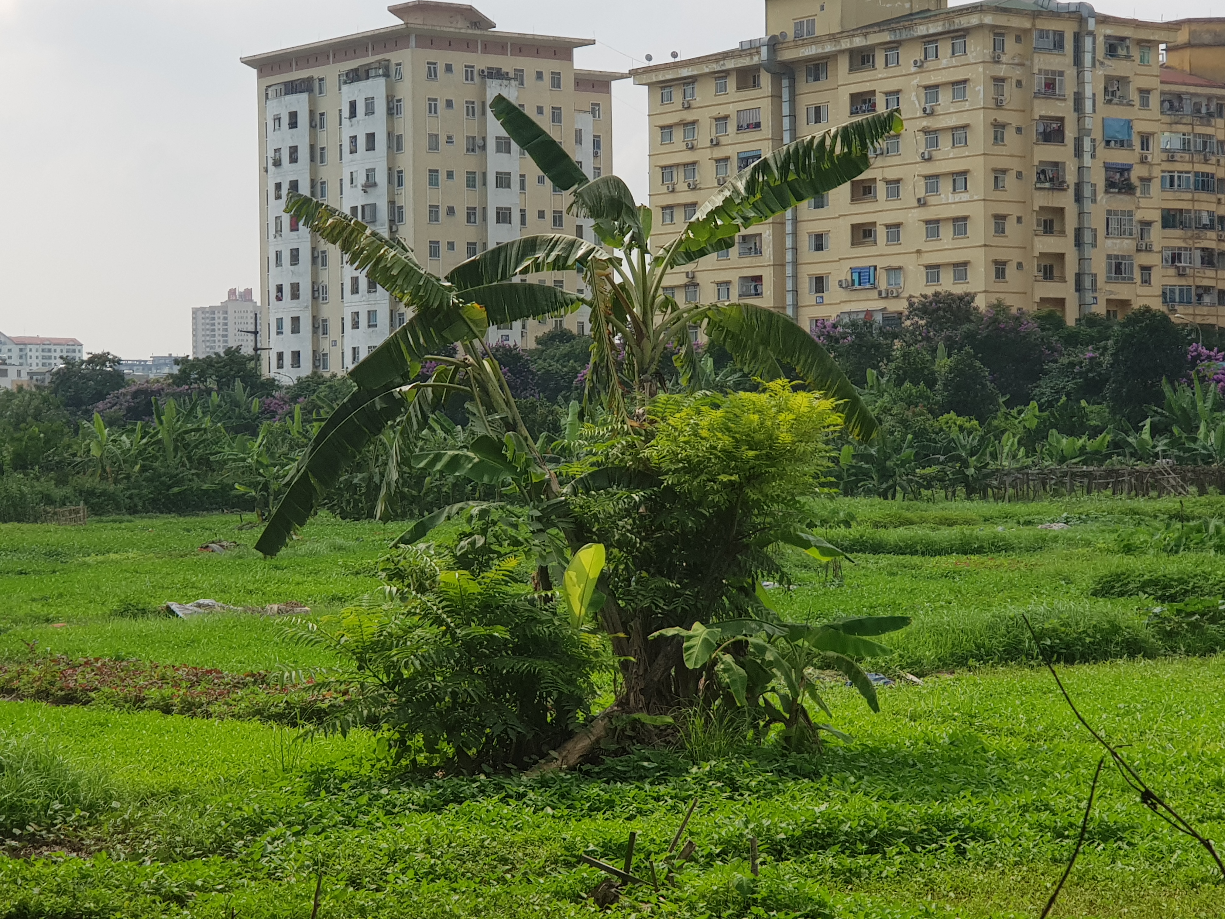 Hà Nội: Cận cảnh dự án khu đô thị hơn 3.200 tỉ đồng bỏ hoang ở quận Hoàng Mai - Ảnh 8. Hà Nội: Cận cảnh dự án khu đô thị hơn 3.200 tỉ đồng bỏ hoang ở quận Hoàng Mai - Ảnh 8.