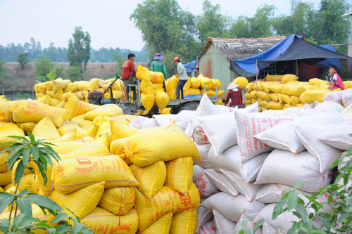 'Xù' hợp đồng gạo dự trữ, nhiều doanh nghiệp tiếp tục tham gia đấu thầu đợt 2 - Ảnh 1. 'Xù' hợp đồng gạo dự trữ, nhiều doanh nghiệp tiếp tục tham gia đấu thầu đợt 2 - Ảnh 1.