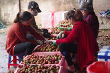 200 thương lái Trung Quốc đổ sang lùng mua vải thiều Việt Nam