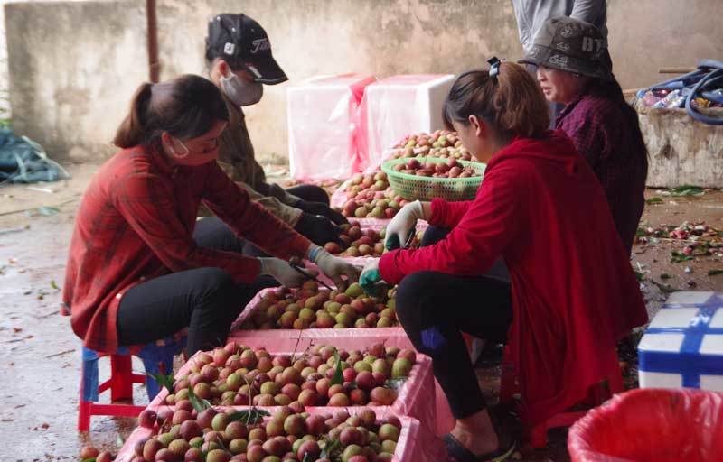 200 thương lái Trung Quốc đổ sang lùng mua vải thiều Việt Nam - Ảnh 1.