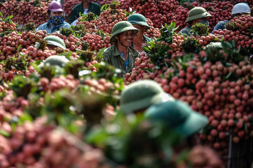 Lô vải thiều Việt Nam được mở đường sang Nhật, hàng trăm tấn đã sẵn sàng - Ảnh 1. Lô vải thiều Việt Nam được mở đường sang Nhật, hàng trăm tấn đã sẵn sàng - Ảnh 1.