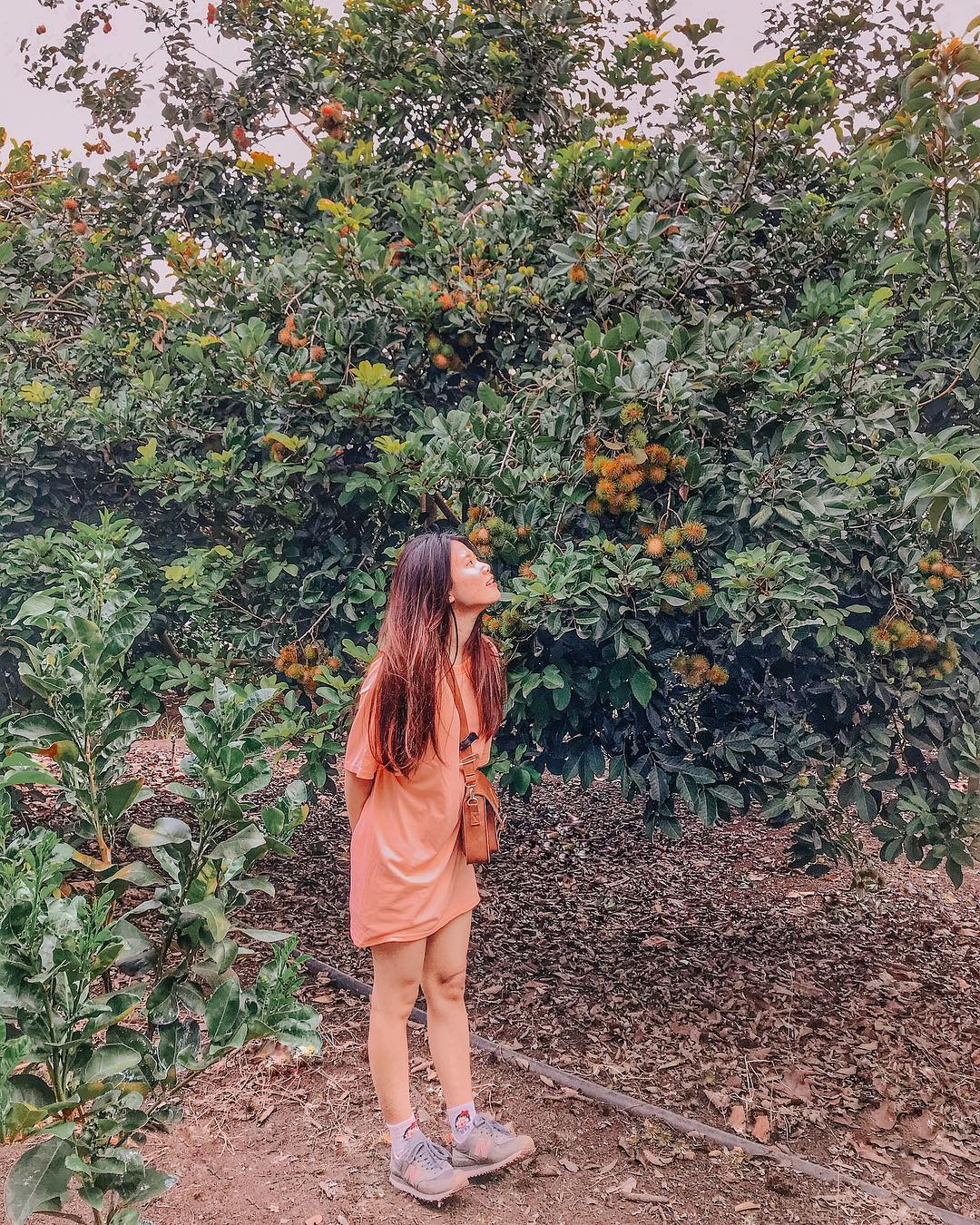Vui chơi thả ga tại các miệt vườn trái cây kế bên Sài Gòn hot nhất hè này - Ảnh 9. Vui chơi thả ga tại các miệt vườn trái cây kế bên Sài Gòn hot nhất hè này - Ảnh 9.