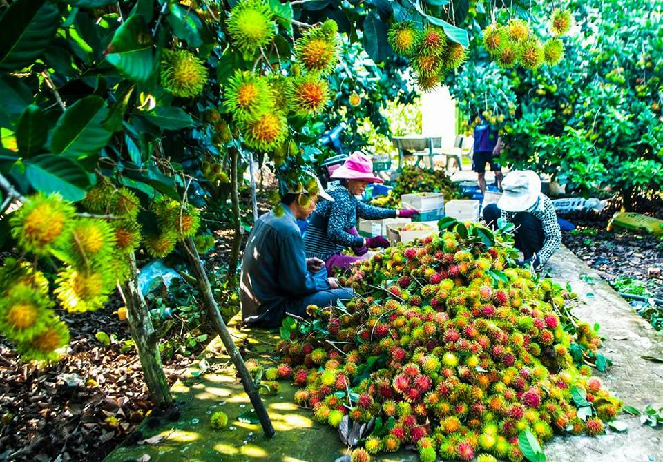 Vui chơi thả ga tại các miệt vườn trái cây kế bên Sài Gòn hot nhất hè này - Ảnh 1. Vui chơi thả ga tại các miệt vườn trái cây kế bên Sài Gòn hot nhất hè này - Ảnh 1.