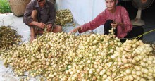 Trái cây rộ mùa, rớt giá