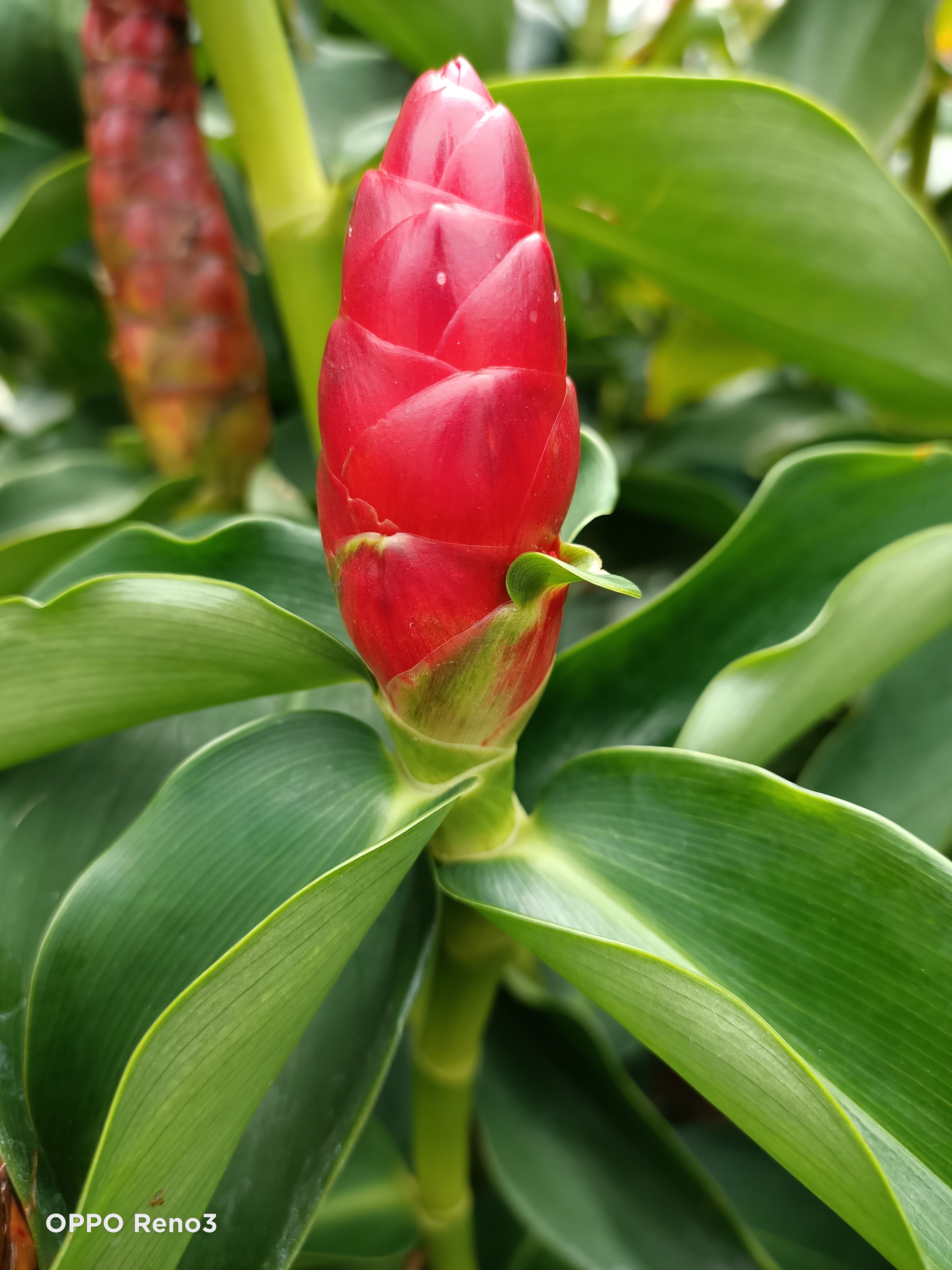 Khả năng chụp ảnh ấn tượng của Oppo Reno3 - Ảnh 4. Khả năng chụp ảnh ấn tượng của Oppo Reno3 - Ảnh 4.