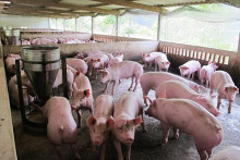 Giá heo hơi hôm nay 20/5: Các địa phương dồn dập tăng giá về mốc 100.000 đồng/kg