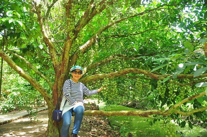 'Đã mắt' với vườn dâu trái từ gốc đến ngọn ở miền Tây - Ảnh 11.