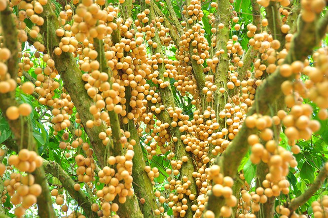 'Đã mắt' với vườn dâu trái từ gốc đến ngọn ở miền Tây - Ảnh 6.