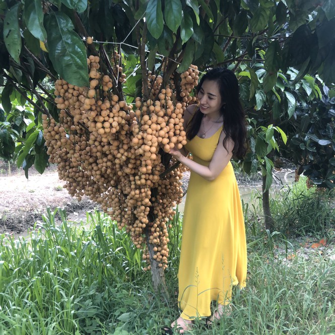 'Đã mắt' với vườn dâu trái từ gốc đến ngọn ở miền Tây - Ảnh 4.