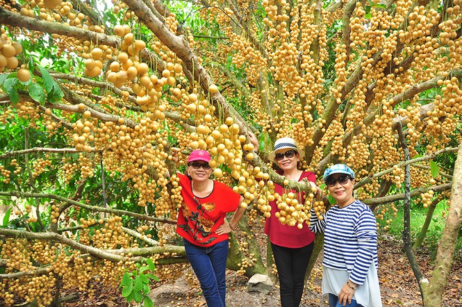 'Đã mắt' với vườn dâu trái từ gốc đến ngọn ở miền Tây - Ảnh 2.