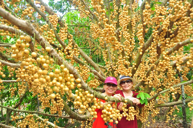 'Đã mắt' với vườn dâu trái từ gốc đến ngọn ở miền Tây - Ảnh 3.