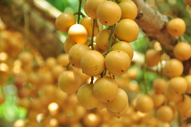 'Đã mắt' với vườn dâu trái từ gốc đến ngọn ở miền Tây - Ảnh 8.