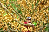'Đã mắt' với vườn dâu trái từ gốc đến ngọn ở miền Tây
