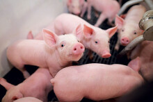 Giá heo hơi hôm nay 22/5: Nóng 'bỏng tay' ở mốc 100.000 đồng/kg, thương lái không thể mua được