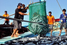 Giá cả thị trường hôm nay 22/5: Giá heo hơi 100.000 đồng/kg, siêu thị nhập khẩu thuỷ hải sản thay thế thịt heo