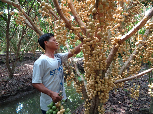 Trái cây miền Tây giá chỉ 1.000 đồng/kg tại vườn, lên chợ lẻ bán gấp 10 - Ảnh 1. Trái cây miền Tây giá chỉ 1.000 đồng/kg tại vườn, lên chợ lẻ bán gấp 10 - Ảnh 1.