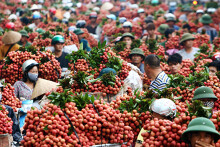Sắp xúc tiến tiêu thụ quốc tế trái vải Bắc Giang, 300 thương lái Trung Quốc đăng kí vào mua