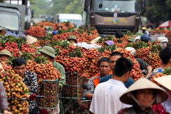 Sau khi qua được Nhật, vải thiều Bắc Giang chuẩn bị tới Singapore