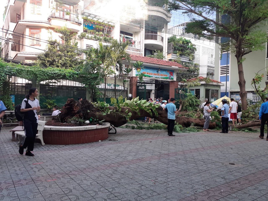 Gốc cây phượng mục ruỗng, gãy đổ khiến học sinh tử vong ở TP HCM - Ảnh 7. Gốc cây phượng mục ruỗng, gãy đổ khiến học sinh tử vong ở TP HCM - Ảnh 7.