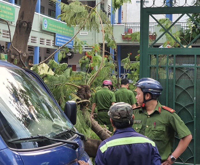 Gốc cây phượng mục ruỗng, gãy đổ khiến học sinh tử vong ở TP HCM - Ảnh 6. Gốc cây phượng mục ruỗng, gãy đổ khiến học sinh tử vong ở TP HCM - Ảnh 6.