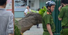 Sau vụ cây phượng bật gốc, TP HCM chỉ đạo kiểm tra cây xanh trong trường học