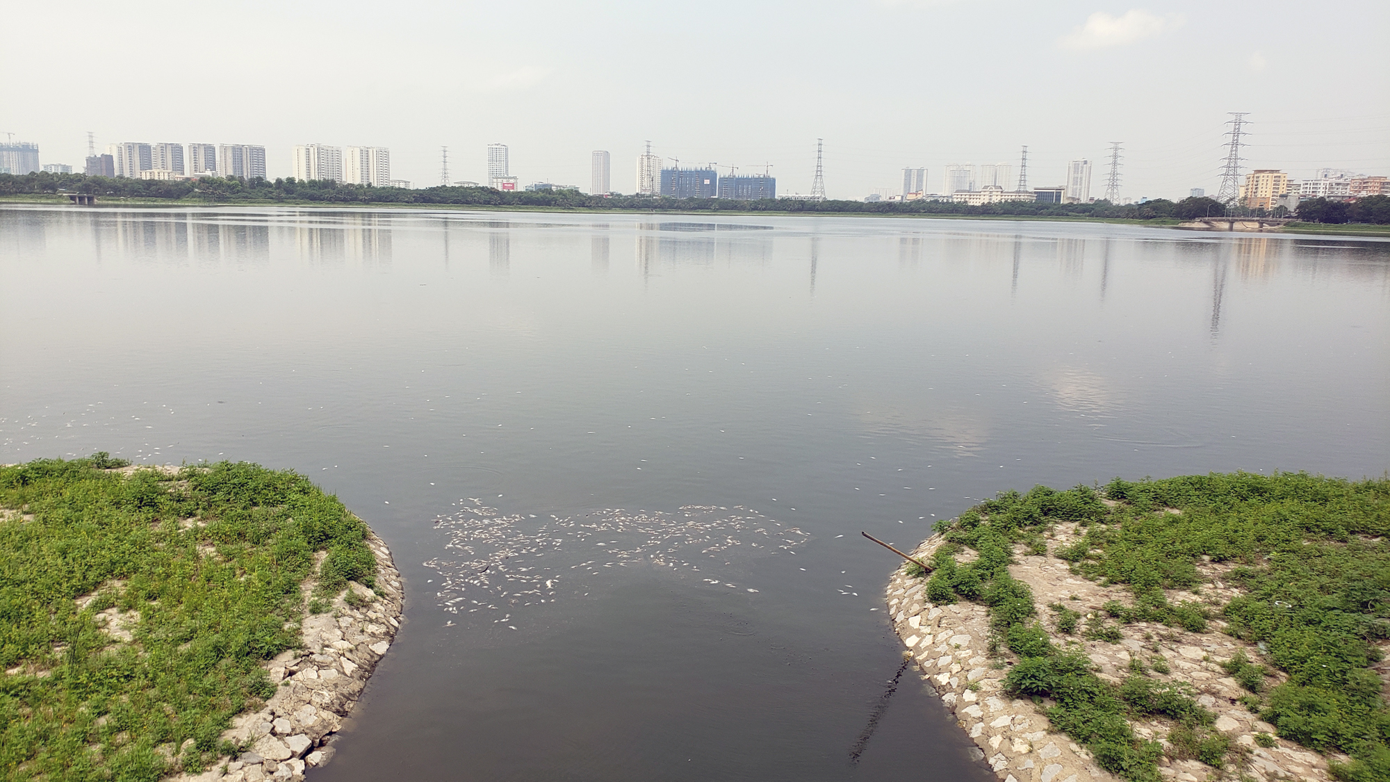 Cá chết nổi trắng bờ hồ Yên Sở - Ảnh 11. Cá chết nổi trắng bờ hồ Yên Sở - Ảnh 11.