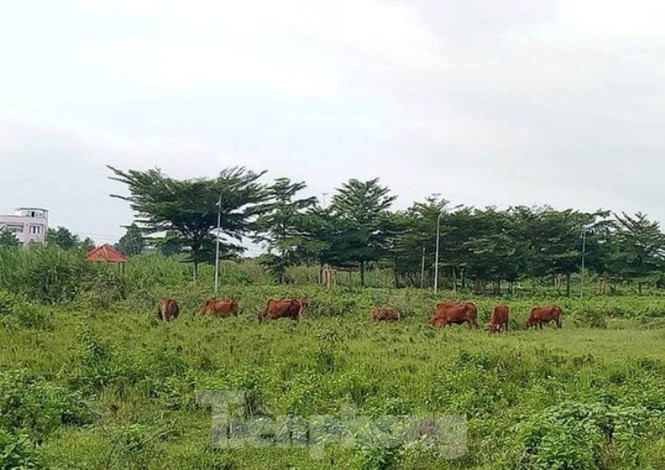Công an mời ‘ông lớn’ BĐS đến làm việc liên quan dự án hàng nghìn tỉ ở Bình Dương - Ảnh 2. Công an mời ‘ông lớn’ BĐS đến làm việc liên quan dự án hàng nghìn tỉ ở Bình Dương - Ảnh 2.
