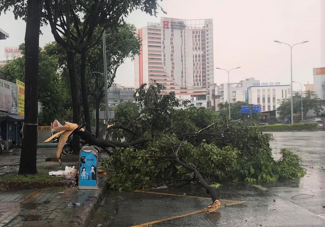 Đường ngập, cây bật gốc sau trận mưa lớn ở TP HCM - Ảnh 1. Đường ngập, cây bật gốc sau trận mưa lớn ở TP HCM - Ảnh 1.