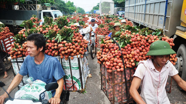 Thủ tướng đồng ý cho hơn 300 thương nhân Trung Quốc vào Bắc Giang thu mua vải thiều - Ảnh 1. Thủ tướng đồng ý cho hơn 300 thương nhân Trung Quốc vào Bắc Giang thu mua vải thiều - Ảnh 1.