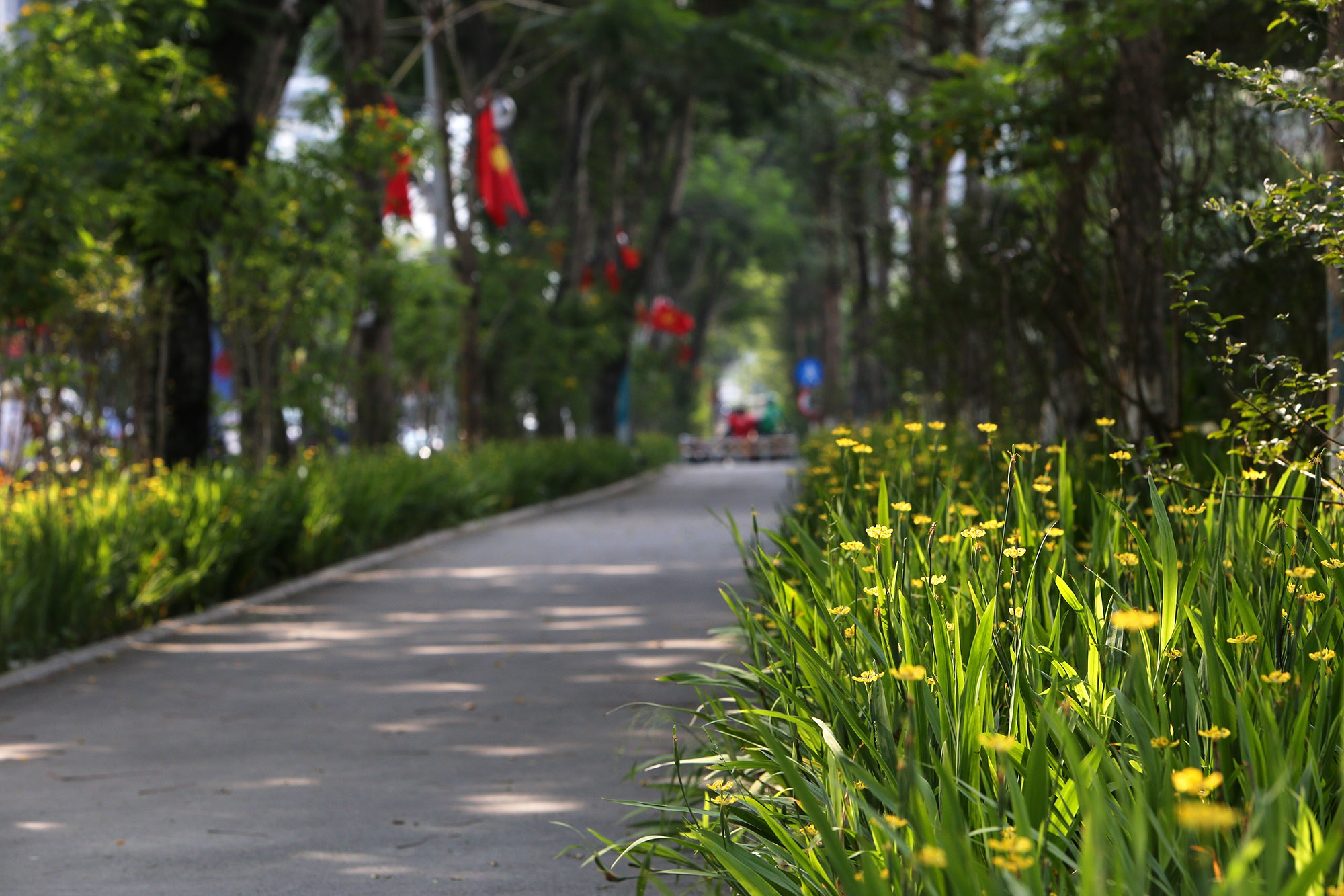Những tuyến phố rợp bóng cây xanh làm đẹp Thủ đô - Ảnh 7. Những tuyến phố rợp bóng cây xanh làm đẹp Thủ đô - Ảnh 7.