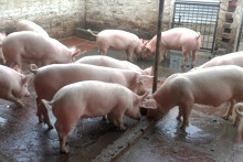Giá heo hơi hôm nay 13/6: Heo hơi lao dốc, tiến sát đến mốc 80.000 đồng/kg