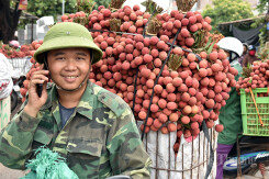 Vải thiều đầu mùa ở Bắc Giang đã được bán hết, giá lên đến 45.000 đồng/kg