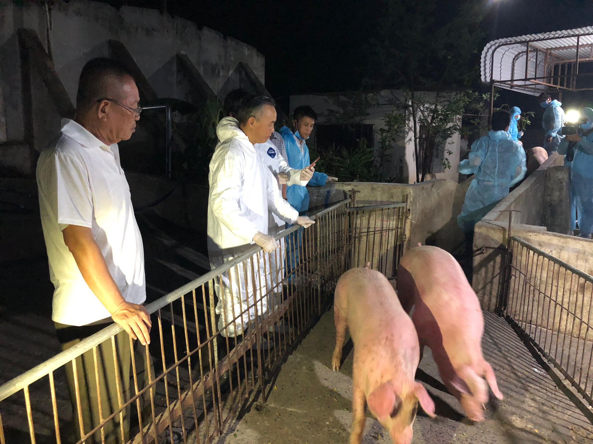 Heo Thái Lan vừa tới cửa khẩu đã gặp sự cố - Ảnh 1. Heo Thái Lan vừa tới cửa khẩu đã gặp sự cố - Ảnh 1.
