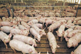 Giá heo hơi hôm nay 15/6: Heo giống, heo thịt đua nhau cập bến, giá heo hơi hướng về mốc 85.000 đồng/kg