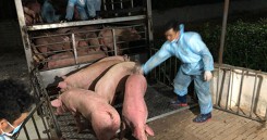 Lấy heo Thái 'đè' giá heo Việt