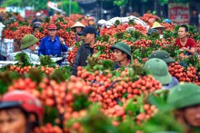 Hết cách li, thương lái Trung Quốc gom khoảng 2.000 tấn vải thiều Lục Ngạn mỗi ngày