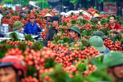 Hết cách li, thương lái Trung Quốc gom khoảng 2.000 tấn vải thiều Lục Ngạn mỗi ngày