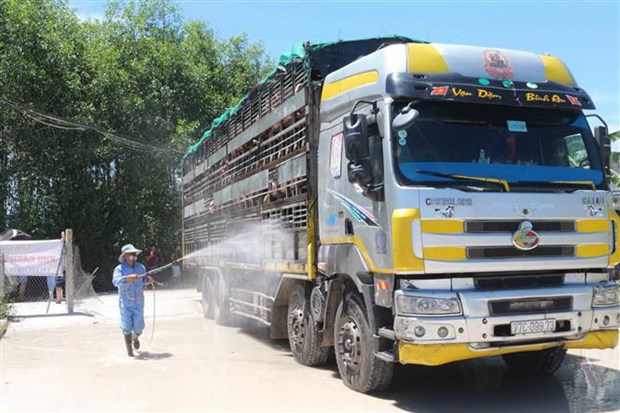 Lô heo sống nhập khẩu từ Thái Lan đã về đến Nghệ An, cách li 30 ngày trước khi bán ra thị trường - Ảnh 1. Lô heo sống nhập khẩu từ Thái Lan đã về đến Nghệ An, cách li 30 ngày trước khi bán ra thị trường - Ảnh 1.