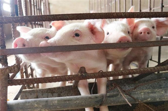 Lô thịt lợn nhập khẩu đầu tiên từ Thái Lan có giá 81.000 đồng/kg, chính thức bán ra thị trường ngày 23/6 - Ảnh 1.