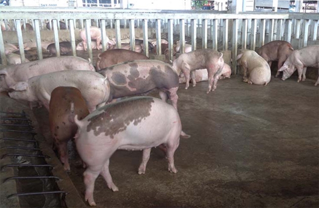 Tăng cường kiểm soát vận chuyển lợn, sản phẩm từ lợn buôn bán trái phép
 - Ảnh 1.