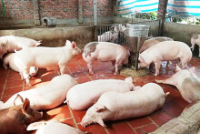 Giá heo hơi hôm nay 26/6: Miền Trung duy trì đi xuống, đồng loạt về dưới 80.000 đồng/kg