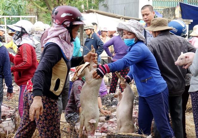 Giữa mùa khan hiếm, đắt đỏ, tìm về chợ heo giống độc nhất Việt Nam - Ảnh 4. Giữa mùa khan hiếm, đắt đỏ, tìm về chợ heo giống độc nhất Việt Nam - Ảnh 4.